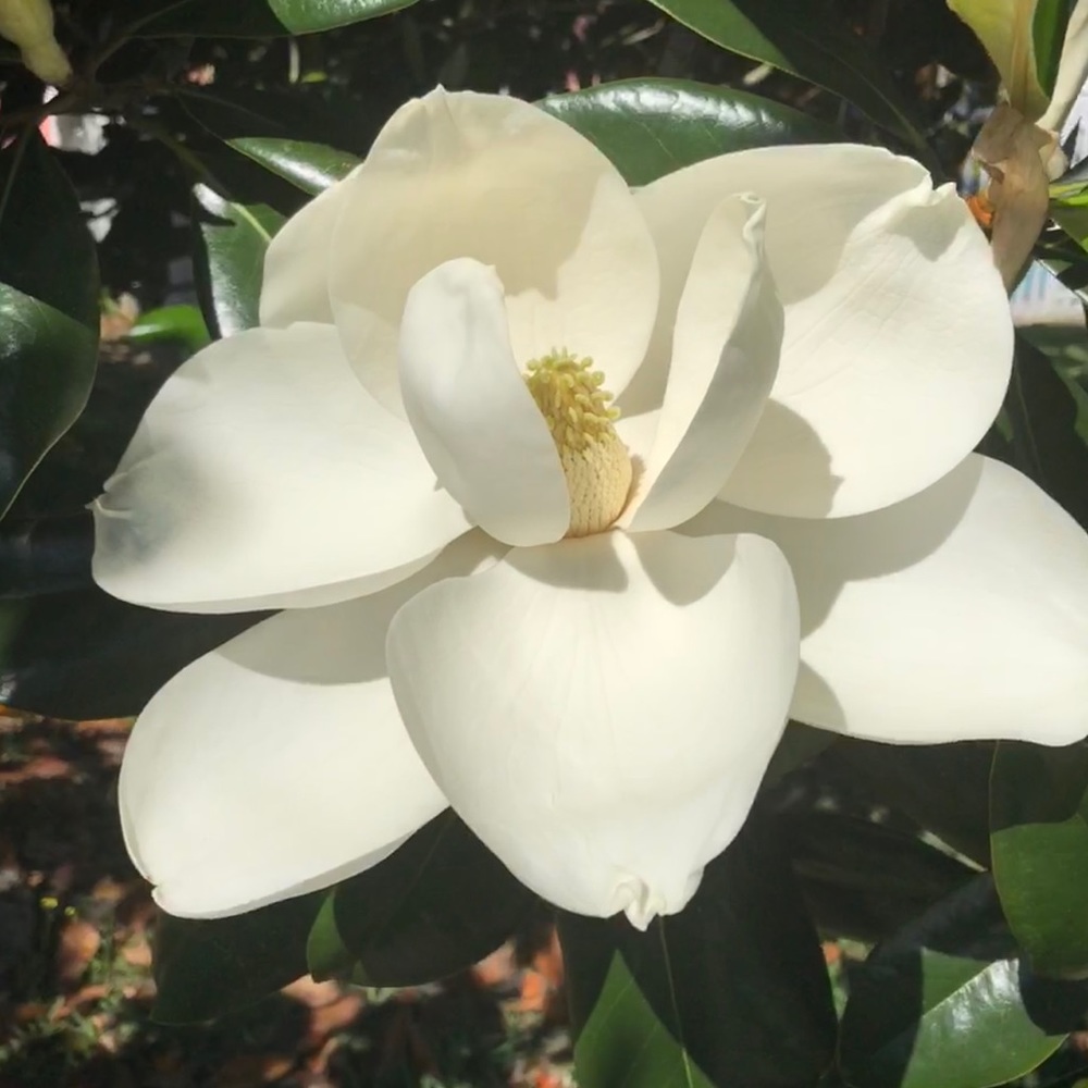 Meet your Posher, Jillian